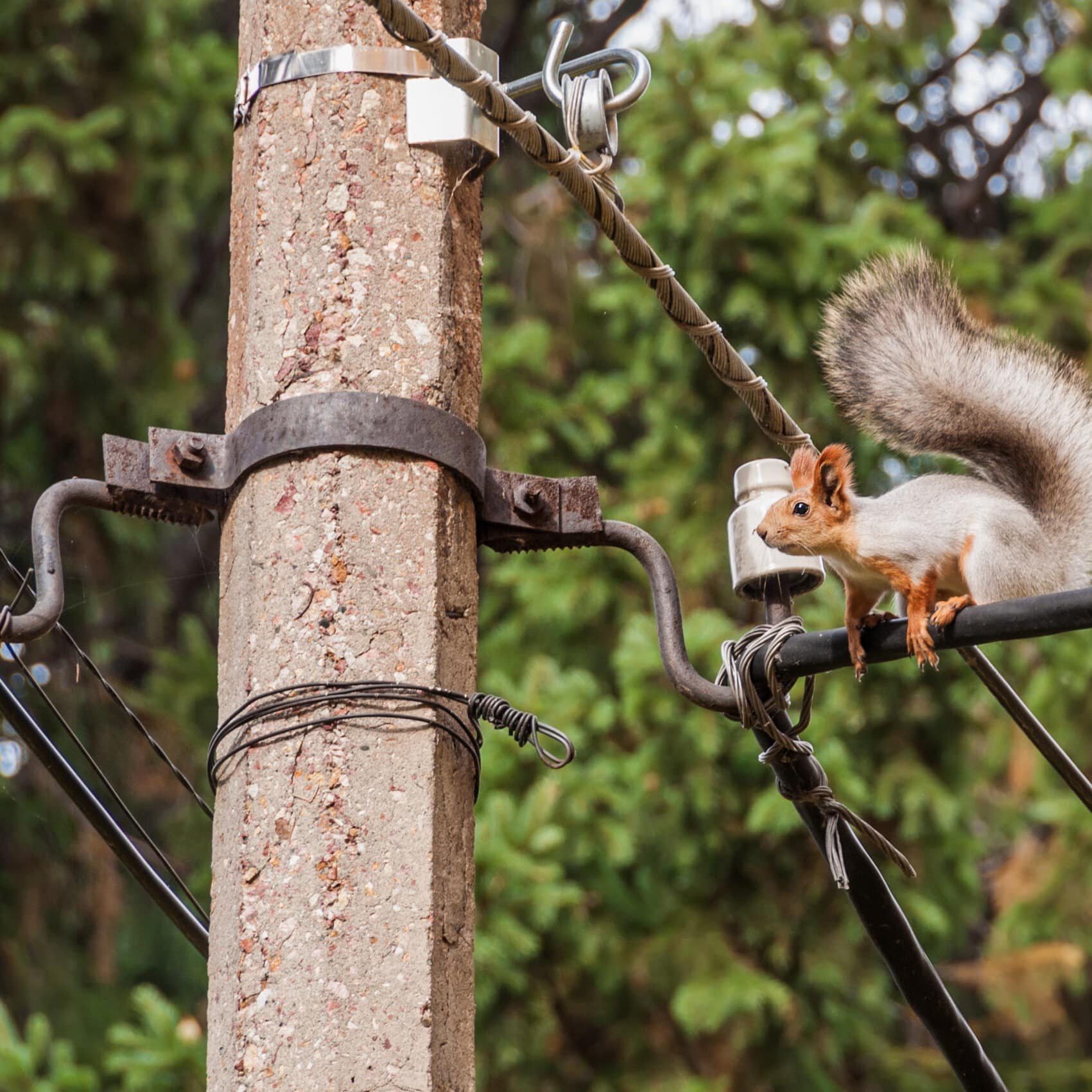Animal intrusion on medium-voltage cable and transformer risk of serious electrical faults SANERGRID